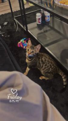 CHATON BENGAL