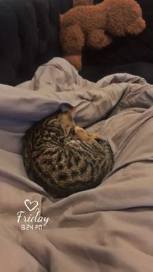 CHATON BENGAL - Photo 2