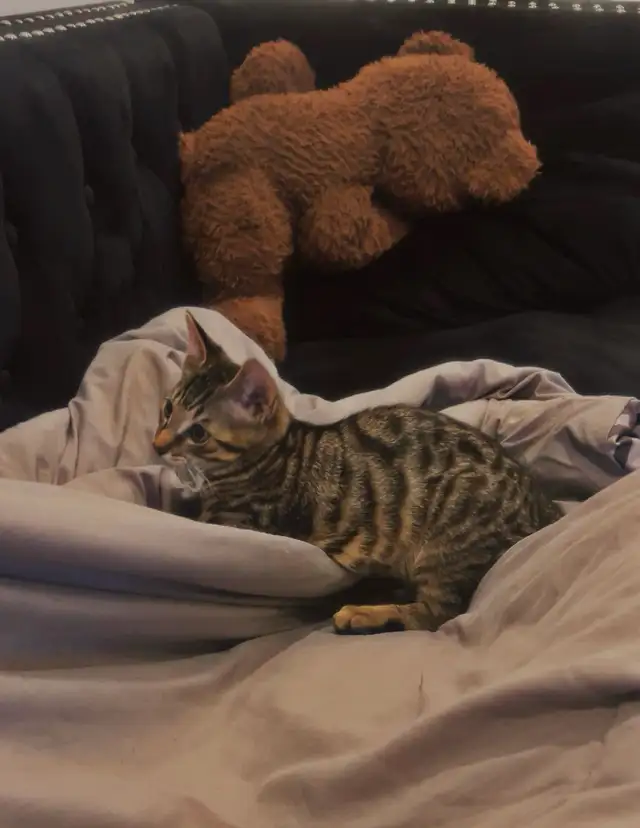 CHATON BENGAL - Photo 3