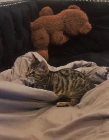 CHATON BENGAL - Photo 3