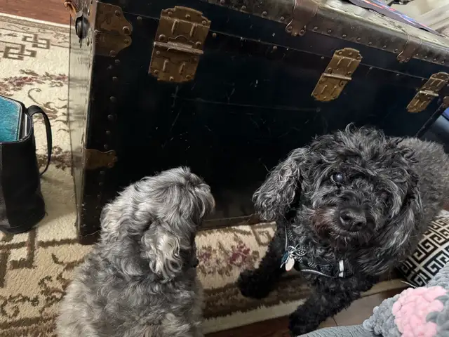 dog sitter