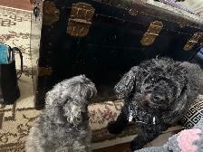 dog sitter