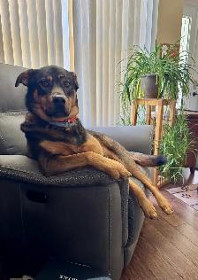 dog sitter - Photo 2