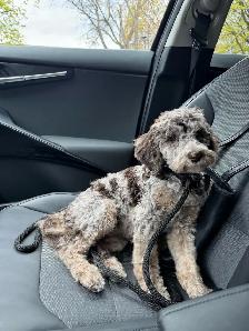 dog sitter - Photo 3