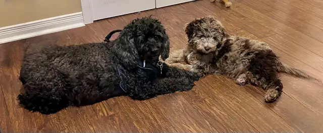 dog sitter - Photo 4