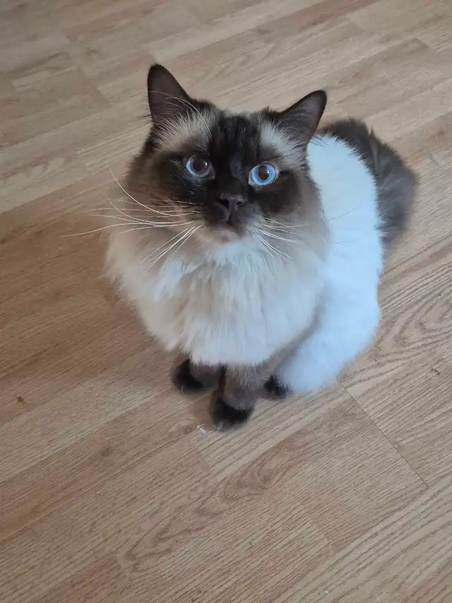Mâle Ragdoll vraiment adorable
