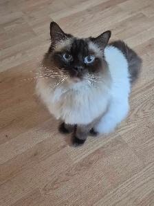 Mâle Ragdoll vraiment adorable