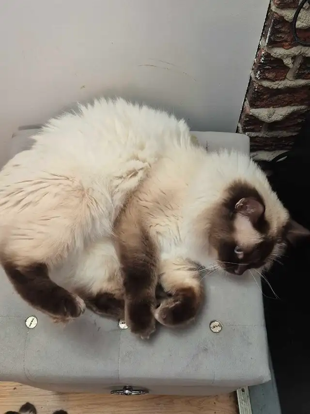 Mâle Ragdoll vraiment adorable - Photo 2