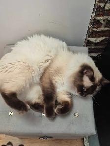 Mâle Ragdoll vraiment adorable - Photo 2