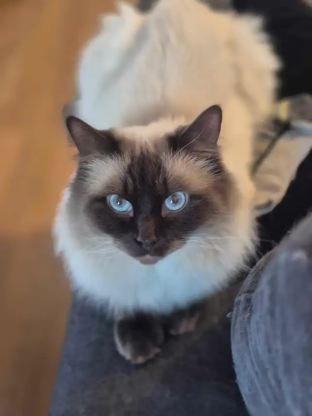 Mâle Ragdoll vraiment adorable - Photo 3