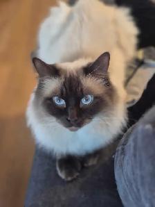 Mâle Ragdoll vraiment adorable - Photo 3