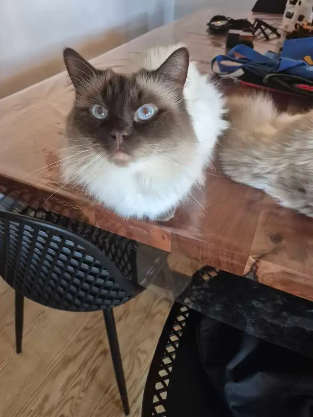 Mâle Ragdoll vraiment adorable - Photo 4