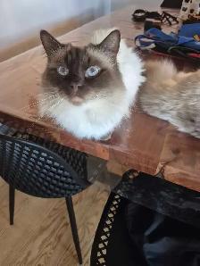 Mâle Ragdoll vraiment adorable - Photo 4