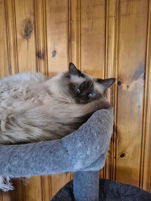 Mâle Ragdoll vraiment adorable - Photo 5