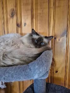 Mâle Ragdoll vraiment adorable - Photo 5