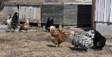 chickens