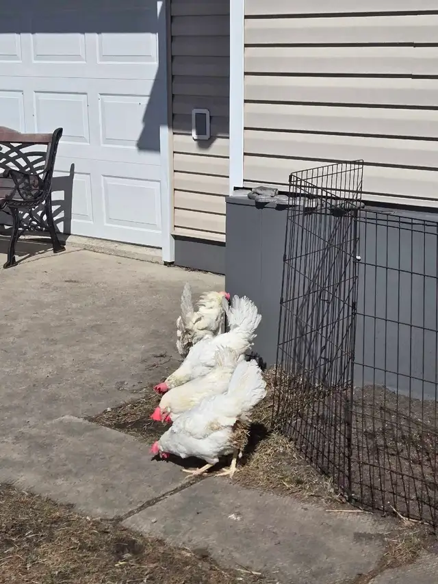 chickens - Photo 2
