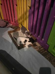 kittens for rehoming