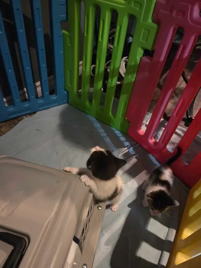 kittens for rehoming - Photo 2