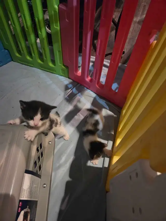 kittens for rehoming - Photo 3