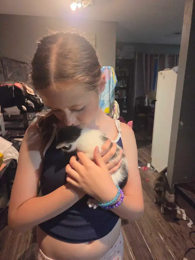 kittens for rehoming - Photo 4