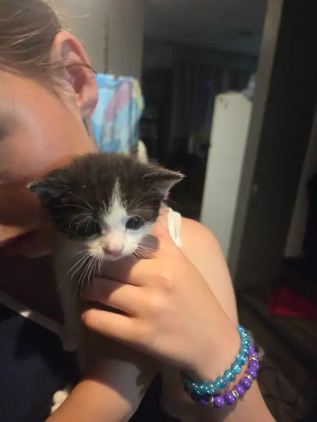 kittens for rehoming - Photo 5