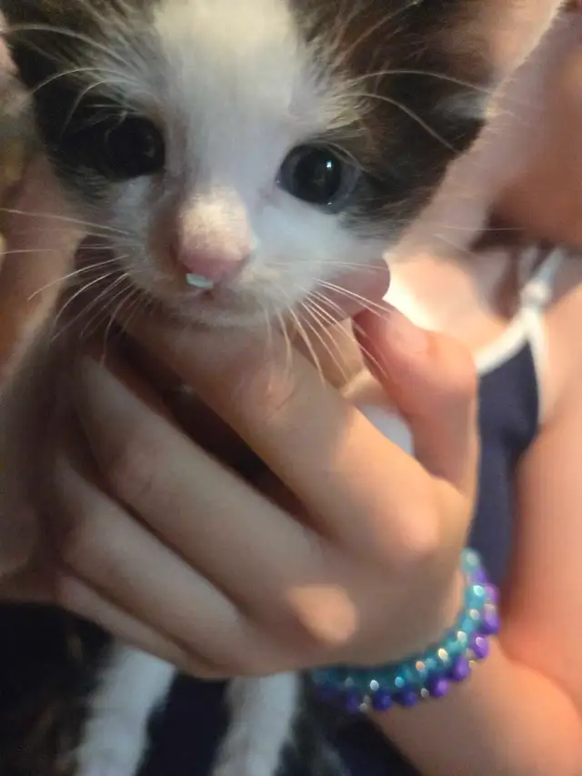 kittens for rehoming - Photo 6