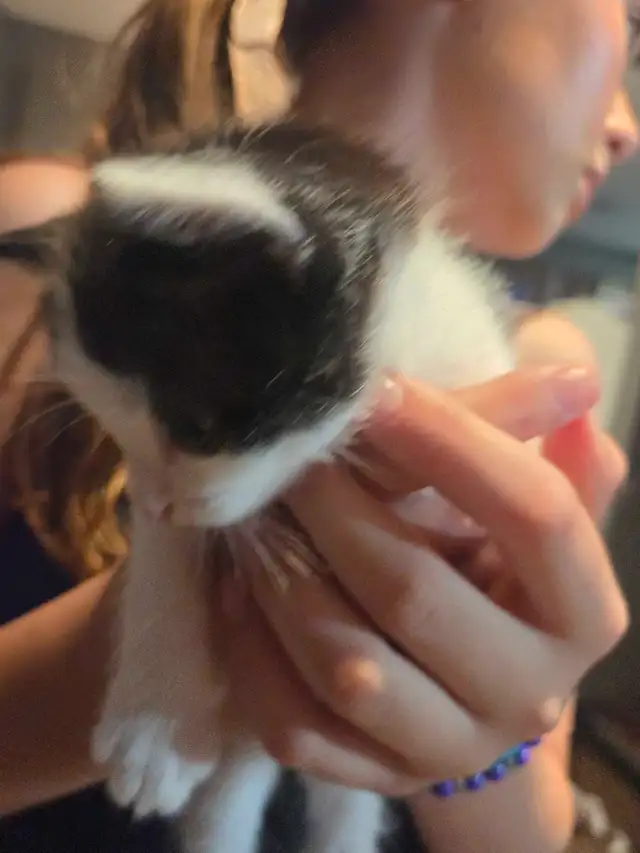 kittens for rehoming - Photo 7