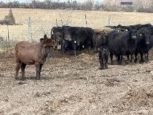 purbreed angus cattle herd for sale