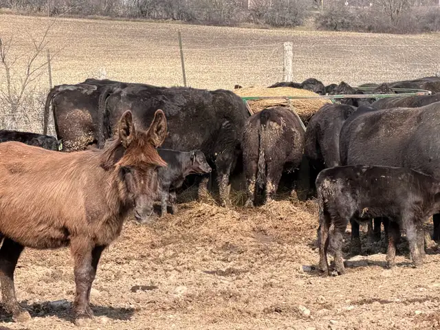 purbreed angus cattle herd for sale - Photo 2