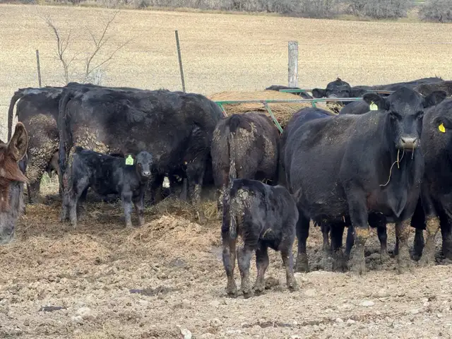 purbreed angus cattle herd for sale - Photo 3