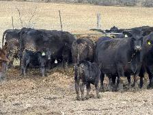 purbreed angus cattle herd for sale - Photo 3