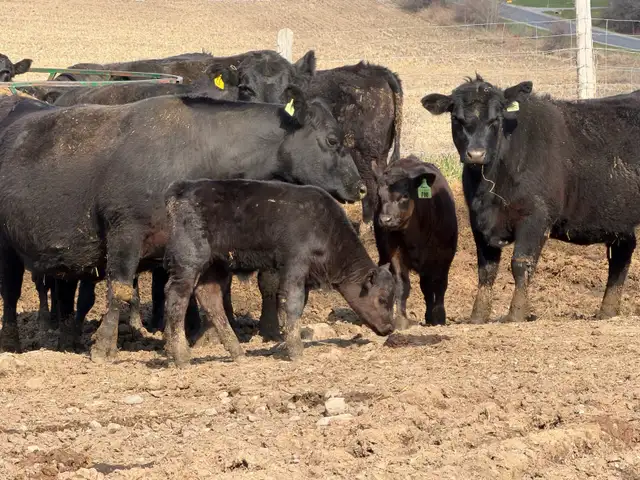 purbreed angus cattle herd for sale - Photo 4