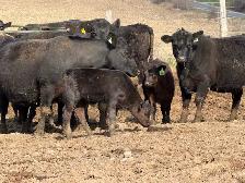 purbreed angus cattle herd for sale - Photo 4