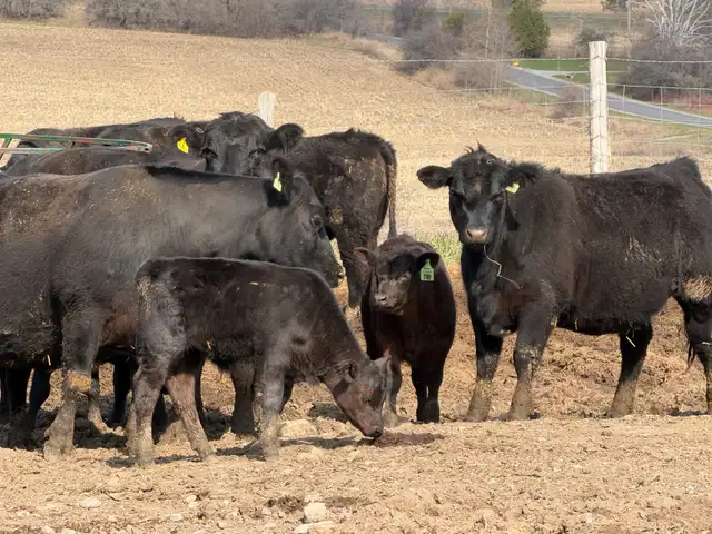 purbreed angus cattle herd for sale - Photo 5
