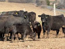 purbreed angus cattle herd for sale - Photo 5