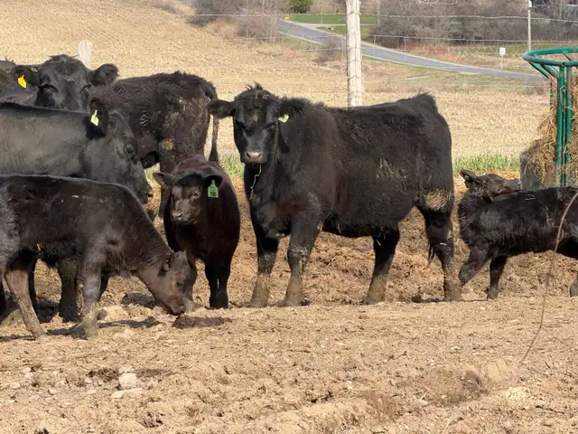 purbreed angus cattle herd for sale - Photo 6