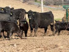 purbreed angus cattle herd for sale - Photo 6