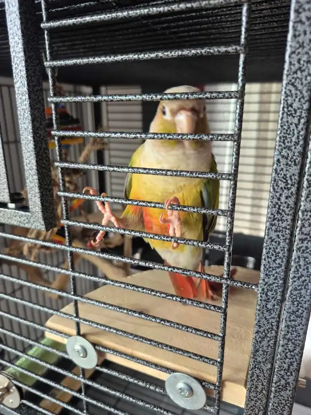 charmante petite conure