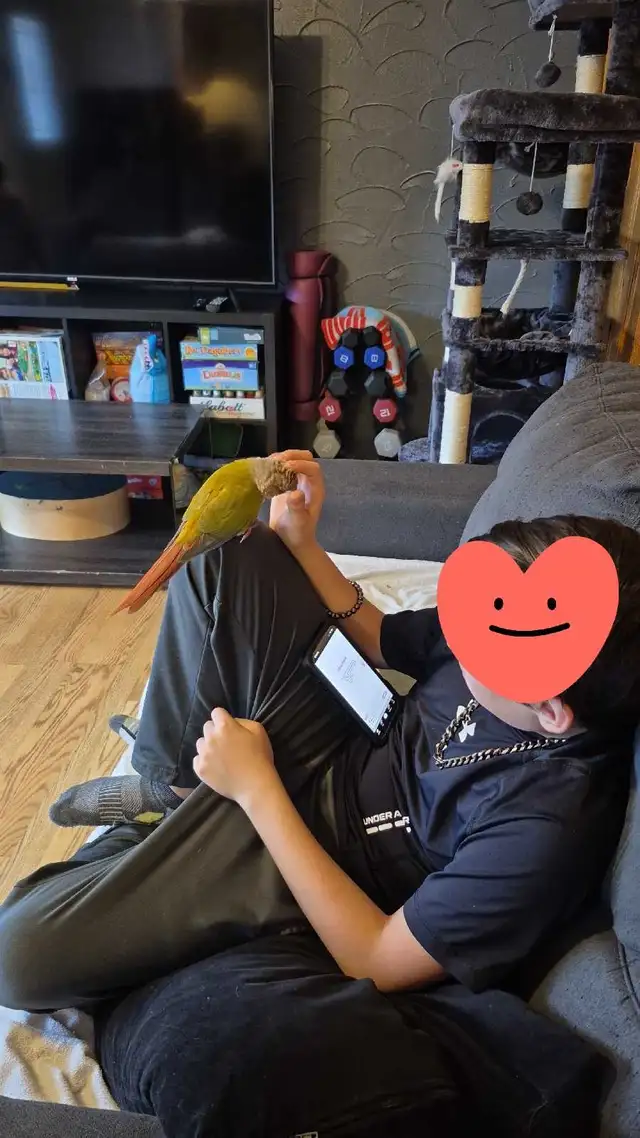 charmante petite conure - Photo 2