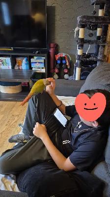 charmante petite conure - Photo 2