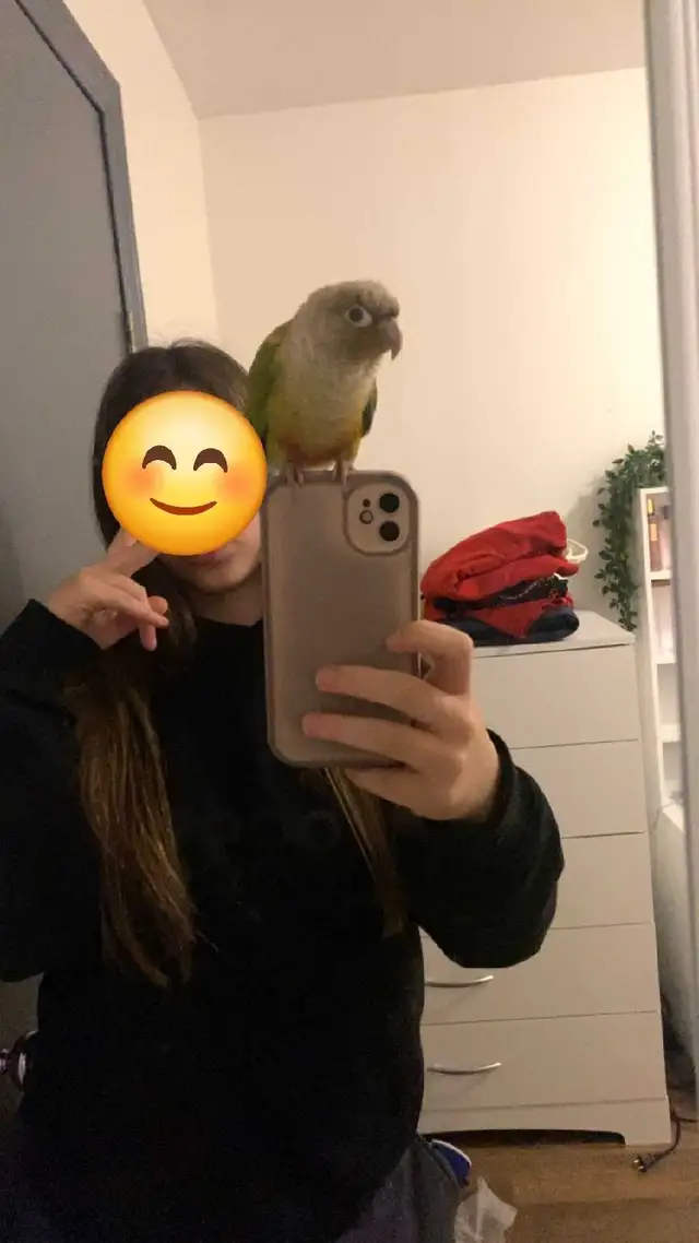 charmante petite conure - Photo 3
