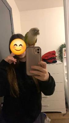 charmante petite conure - Photo 3