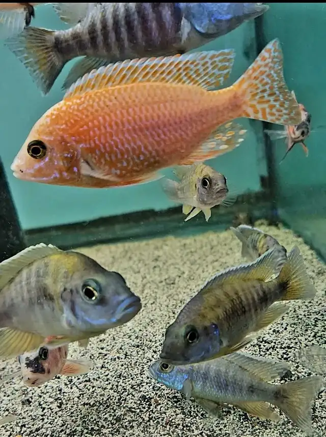 SALE! male African cichlids 3'-4' - Photo 2