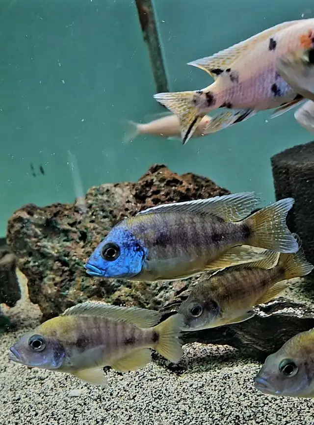 SALE! male African cichlids 3'-4' - Photo 3