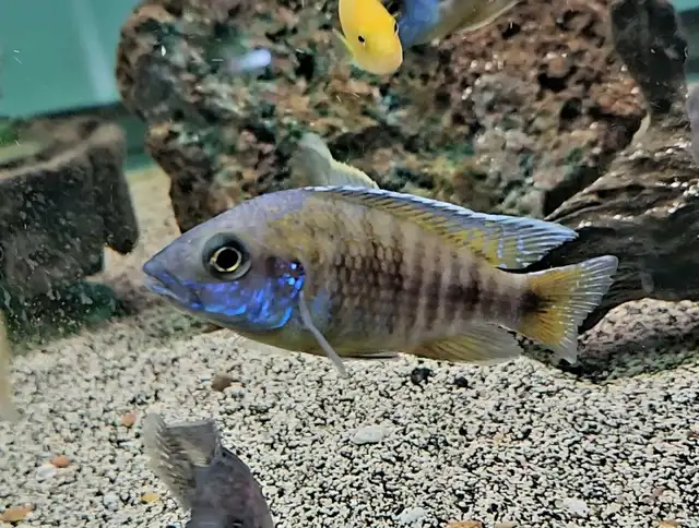 SALE! male African cichlids 3'-4' - Photo 4
