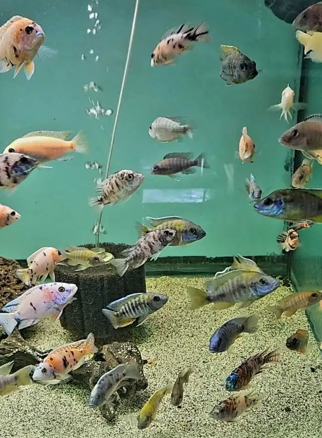 SALE! male African cichlids 3'-4' - Photo 5