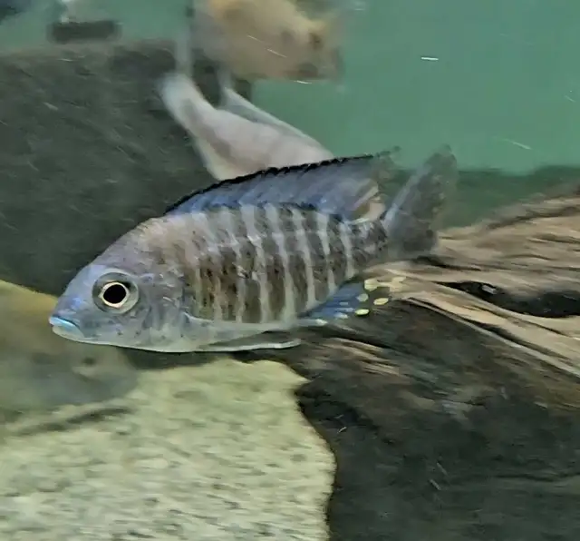SALE! male African cichlids 3'-4' - Photo 10
