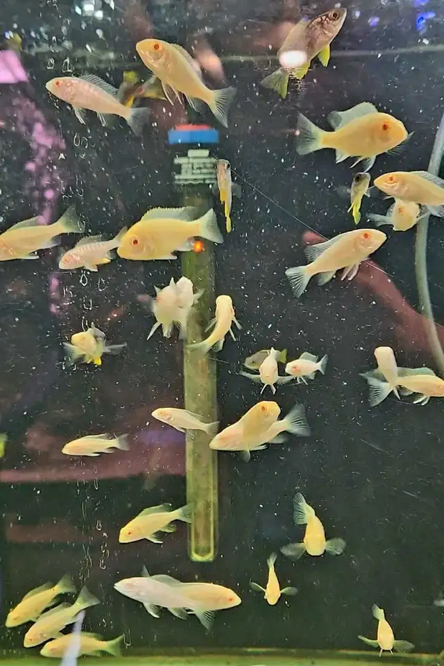 African cichlid juveniles on sale 1.5'-2.5' - Photo 3