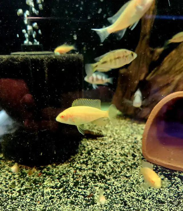 African cichlid juveniles on sale 1.5'-2.5' - Photo 6
